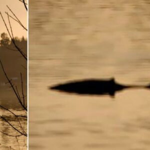 Um homem fotografa um mostro semelhante ao “Nessie” em um lago na Inglaterra