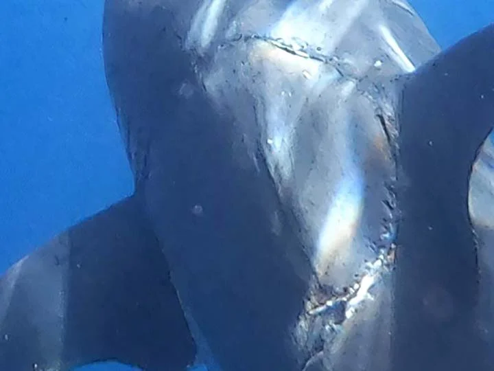 Imagem ampliada da mordida. Os megalodontes atingiram 18 metros de comprimento e pesavam 100 toneladas