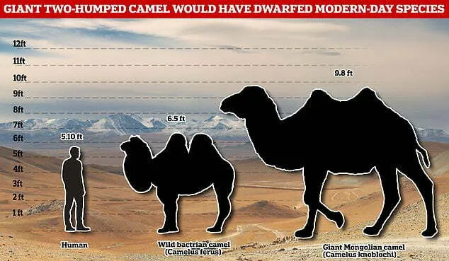Camelos mongóis gigantes de 3 metros de altura foram mortos e comidos por humanos arcaicos antes de serem extintos há 27.000 anos, mostra um estudo.
