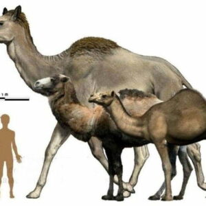 Camelos gigantes viviam ao lado de pessoas há 26,5 mil anos