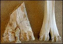 Fóssil do camelo gigante (esq.) comparado com osso moderno