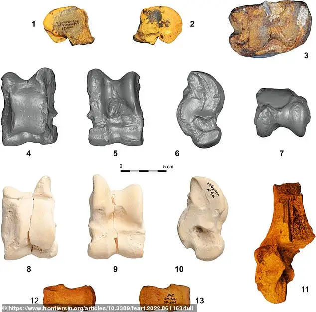 Na foto estão os ossos do extinto camelo gigante da Mongólia (Camelus knoblochi) da Ásia Central