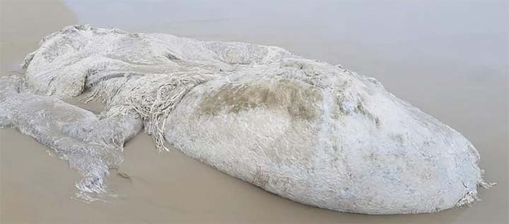 Um misterioso monstro marinho aparece em uma praia na Austrália-