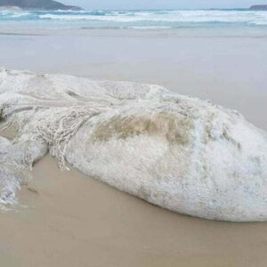 Um misterioso monstro marinho aparece em uma praia na Austrália