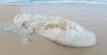 Um misterioso monstro marinho aparece em uma praia na Austrália