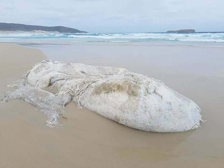 Um misterioso monstro marinho aparece em uma praia na Austrália.