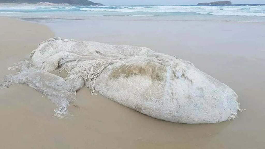 Um misterioso monstro marinho aparece em uma praia na Austrália