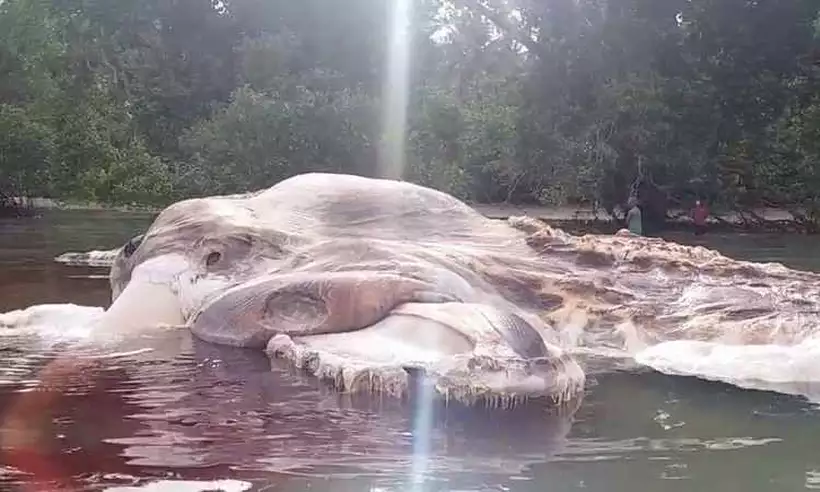 Uma criatura gigante assustou os moradores de uma praia na Ilha de Seram, na Indonésia