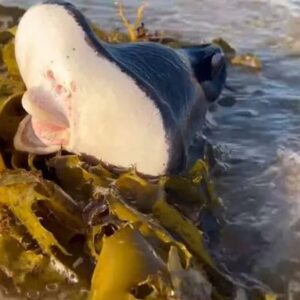 Misteriosa criatura das profundezas aparece em praia e deixa moradores perplexos