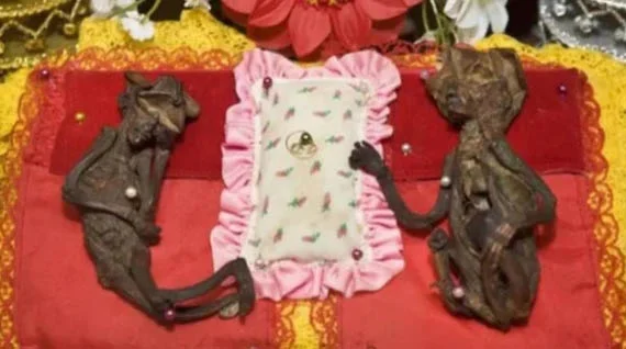 As mãos e os pés da criatura têm cinco dedos, a cabeça tem boca, nariz, olhos e orelhas.