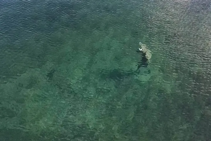 Misterioso Minotauro submerso em um lago em Neuquén, na Patagônia Argentina.