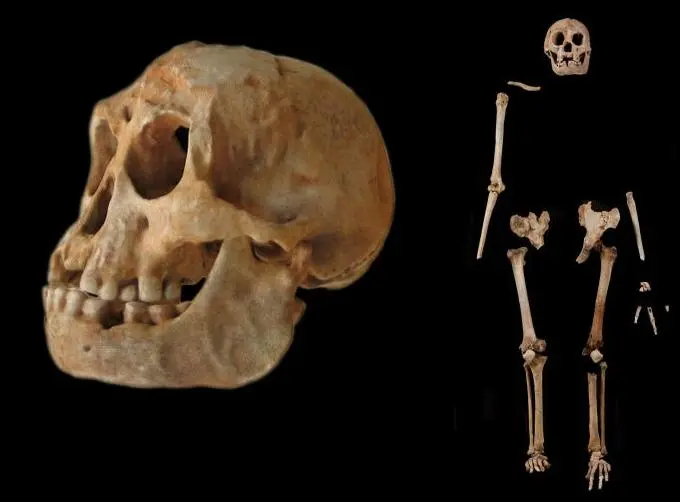 Os restos incluem um esqueleto em grande parte completo com crânio.