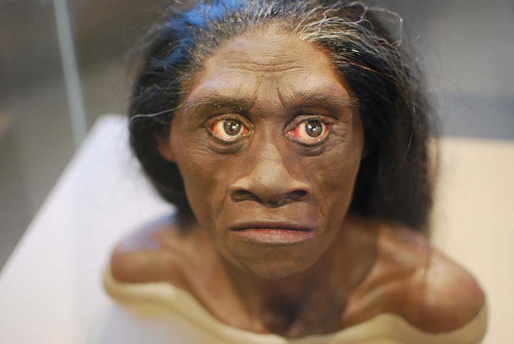 Reconstrução da cabeça de um indivíduo Homo floresiensis , como em exibição no Museu Natural de História Natural do Smithsonian em Washington, DC