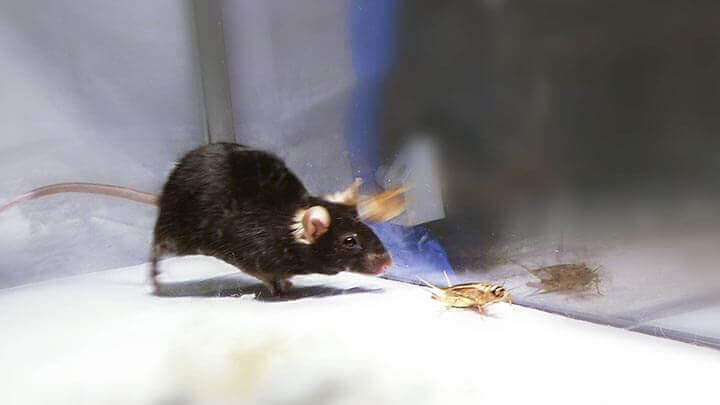 hamsters machos e fêmeas apresentando altos níveis de agressividade