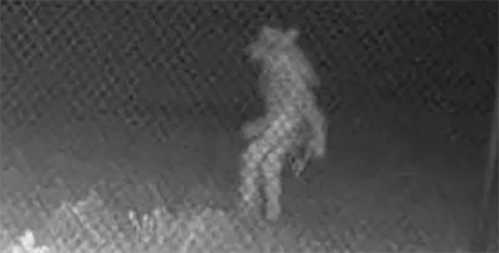 Imagem ampliada. poderia ser o misterioso criptídeo homem-cão
