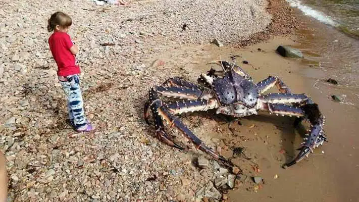Eles encontram um caranguejo monstruoso em uma praia na Rússia.