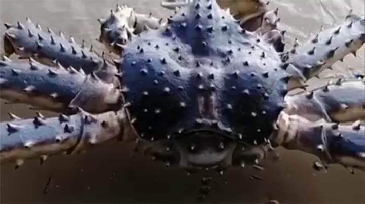 Encontram um caranguejo monstruoso em uma praia na Rússia