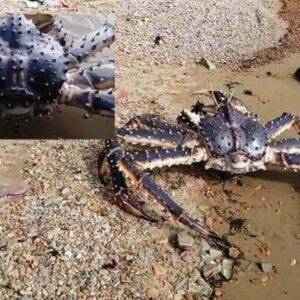 Encontram um caranguejo gigante em uma praia na Rússia