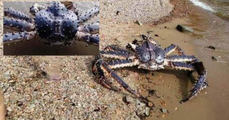 Encontram um caranguejo gigante em uma praia na Rússia