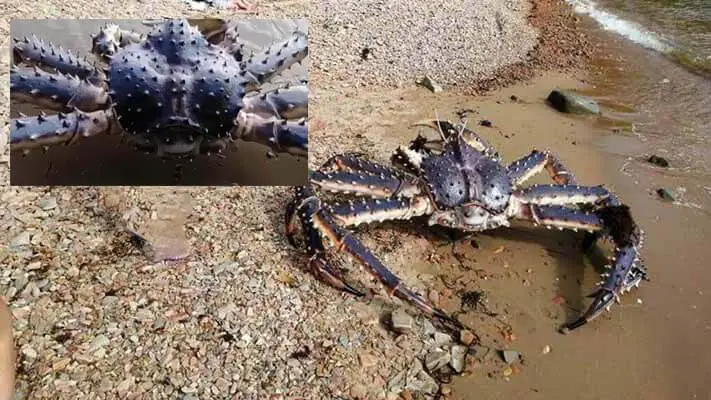 Foi encontram um caranguejo monstruoso em uma praia na Rússia.
