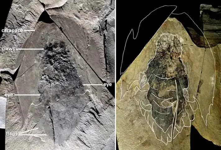Fóssil revelado no Parque Nacional Kootenay em imagem revelada pelo Museu Real de Ontário, no Canadá.