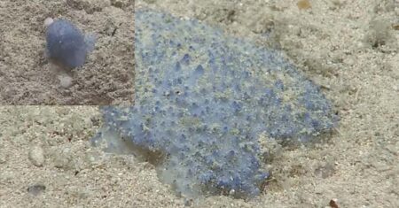 Vídeo peculiar mostra “Blue Goo” no fundo do oceano e confunde cientistas da NOAA