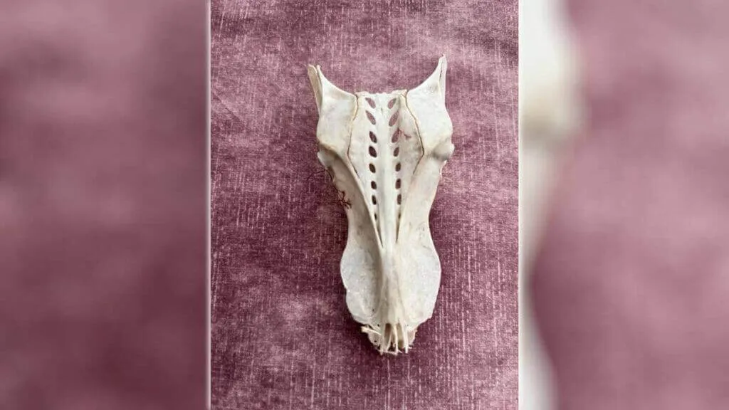 Crânio de dragão é encontrado em praia britânica