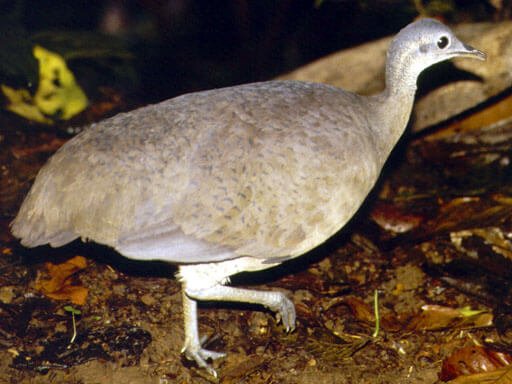Tinamus é um gênero de aves tinamiformes da família Tinamidae. Essas aves são conhecidas popularmente como macuco, macuca, inhambu, inambu e tona.
