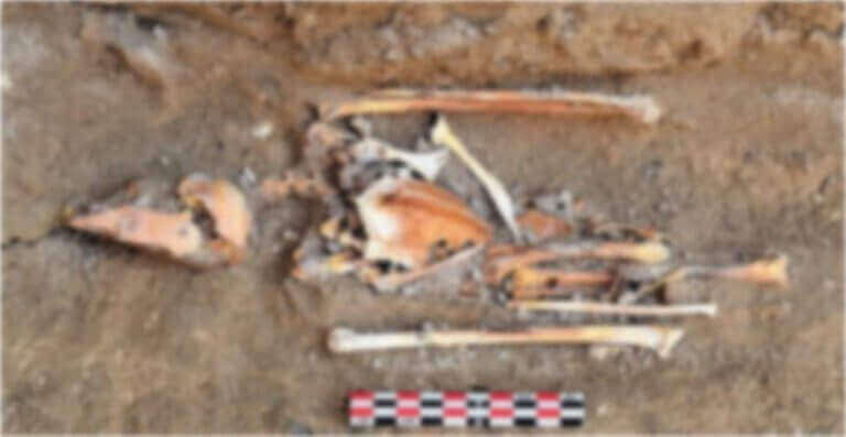 Esqueleto completo de um falcão peregrino adulto encontrado no canto sudeste do templo.