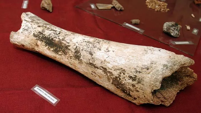 Joseph e Andrea Nassuk encontraram um osso de mamute semelhante a esse!