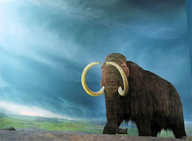 Os mamutes-lanosos (Mammuthus primigenius) do Alasca.