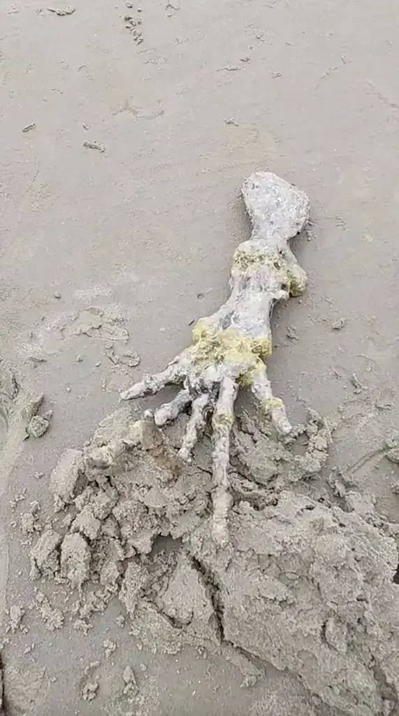 A mão foi descoberta durante um piquenique de casal na praia no Brasil.