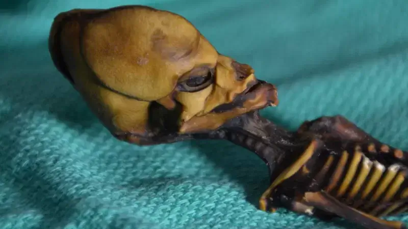 O esqueleto da múmia do Atacama no Chile tem 13 centímetros, mas ossos que aparentavam ser de uma criança de 6 anos...