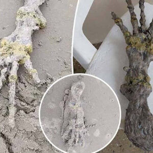 Um casal descobre uma mão alienígena em uma praia no Brasil