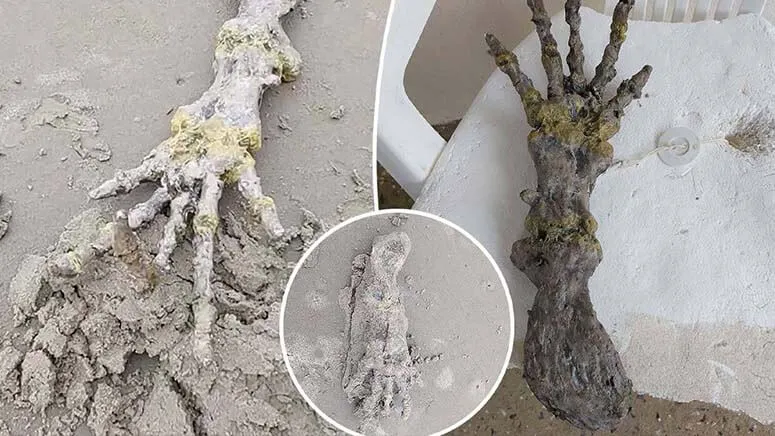 Um casal descobre uma mão alienígena em uma praia no Brasil