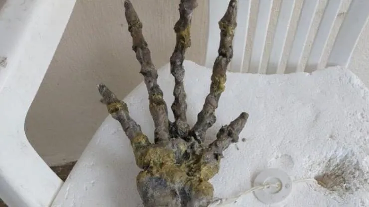 Um esqueleto que se assemelha a uma mão humana.