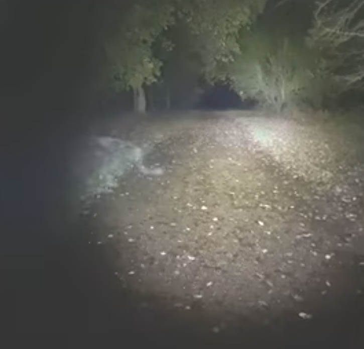 Mulher registra uma presença demoníaca em uma floresta na Inglaterra.
