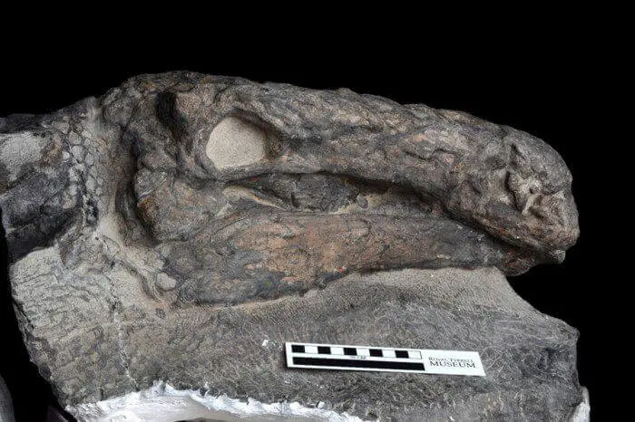 A cabeça do anquilossauro ainda parcialmente envolta na concreção em que foi descoberta.