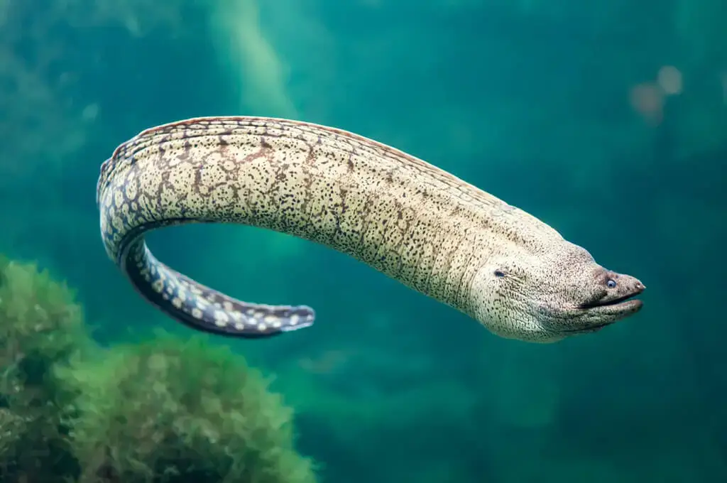 Apesar de parecer uma cobra, a moreia é da mesma família da enguia. A maior chega a ter 4 metros de comprimento. É um peixe sem escamas e sem couro. Sua pele é formada por cores que servem de camuflagem.