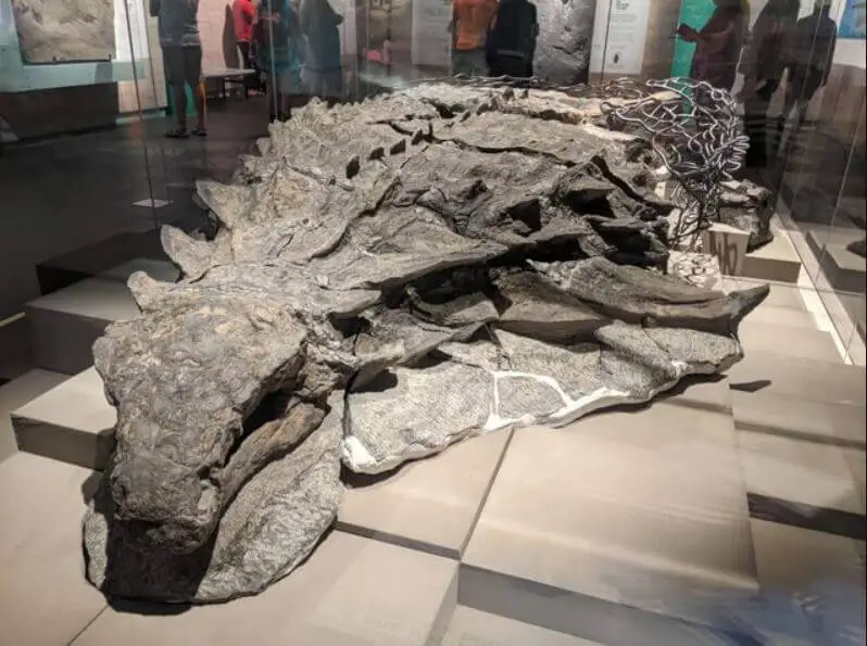 Cabeça e parte do corpo do nodossauro.