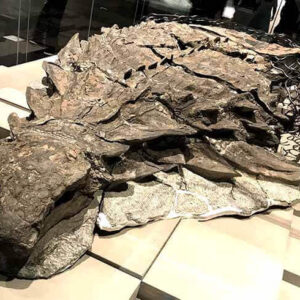 Cientistas encontram “rosto” completo de dinossauro e com pele fossilizada