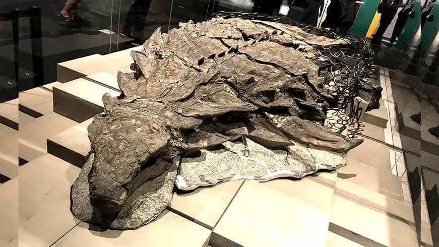 Cientistas encontram “rosto” completo de dinossauro e com pele fossilizada