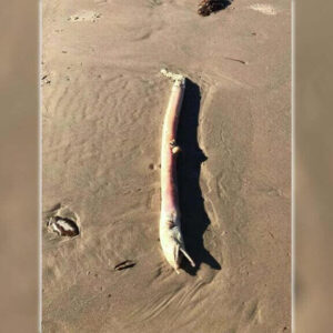 Criatura alienígena é encontrada em uma praia do Texas