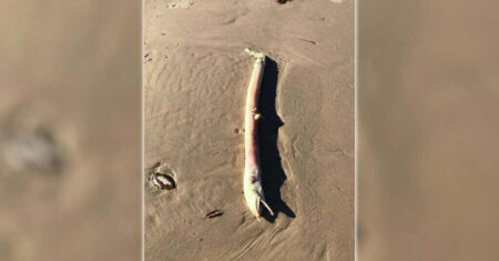 Criatura alienígena é encontrada em uma praia do Texas