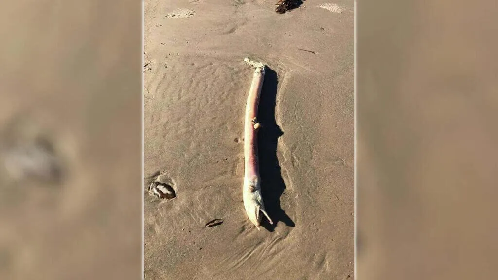 Criatura alienígena é encontrada em uma praia do Texas
