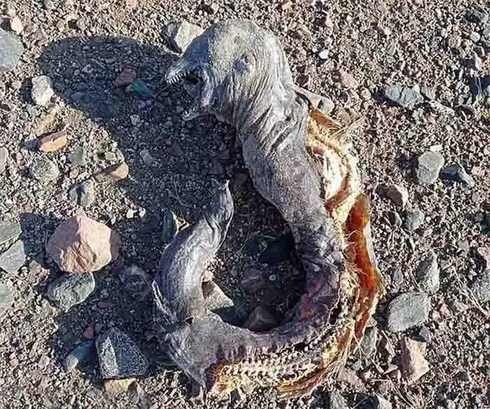 O perturbador cadáver sem olhos de aparência mumificada com seus dentes afiados em uma praia em Gabr el-Bint, na Península do Sinai, no Egito.