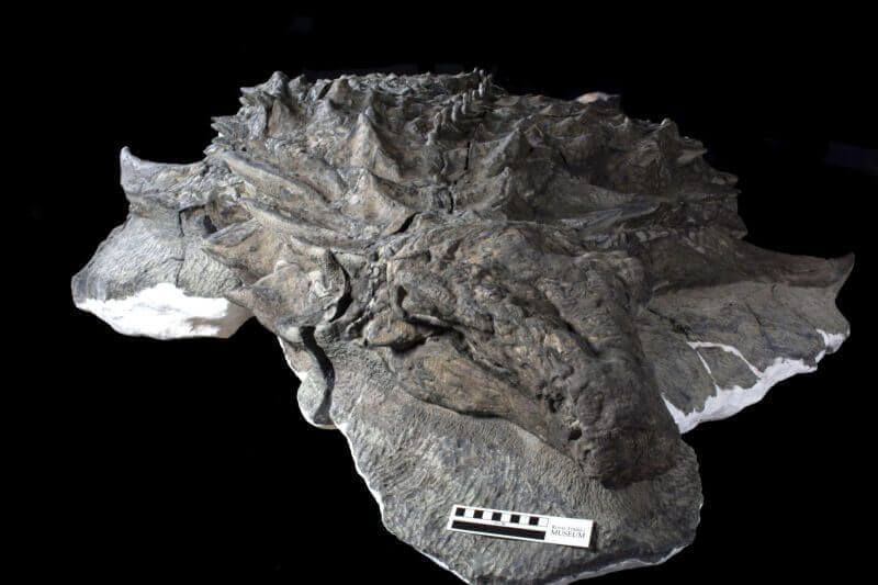 Quase todo esse dinossauro – a pele, a armadura que cobre sua pele, a maior parte de seu corpo e pernas, até mesmo seu rosto – sobreviveu à fossilização, no que foi chamado de achado de um em um bilhão.