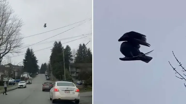 Filmam um pássaro morto imóvel no ar sobre uma rua, é uma falha em Matrix?