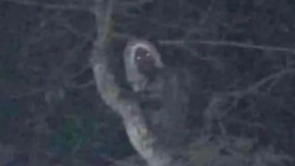 O Presidente do México publica a foto de um elfo escondido entre as árvores