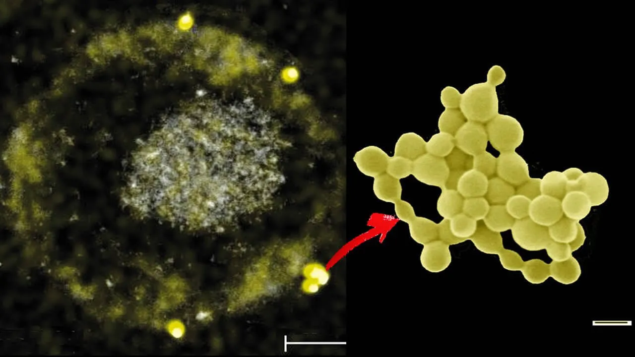 A incrível bactéria que “come” metais pesados ​​e expele ouro